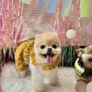 pit a pet (핏어펫) | [반려묘,반려견] 강아지 고양이 파티용품 “핏어펫” pit-a-pet 후기