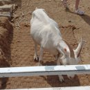 양아목장 이미지