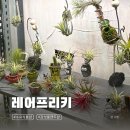 수유 감성 플랜트샵 개업·집들이 선물하기 좋은 식물가게 레어프리키