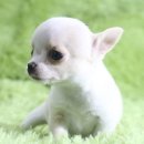 은아농장 이미지