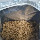 미니도그 이미지