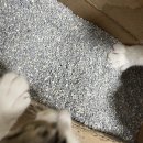 동아원 | 에버크린 - 업그레이드 포뮬러 엑스트라 클럼프!
