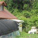 쌍이리오미 이미지