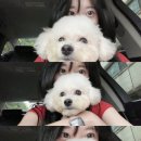 버블리독 이미지