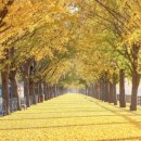 은행나무길 이미지