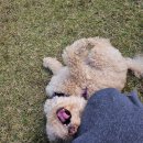 별이애견 | ‘별이’와 함께한 김포 &#34; 댕그린 &#34; 애견카페 힐링 나들이