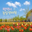 내꽃공원 | [평택] 평택시농업생태원 튤립.유채꽃 공원 방문 후기 🌷주차장, 입장료 정보
