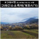 구례 산수유축제(개화시기), 산수유 효능, 구례 봄꽃 여행 후기