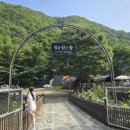 별을 담은 숲 이미지