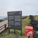 제주 월령리 선인장군락 | 제주 서쪽 여행지 드라이브와 힐링 월령리선인장군락