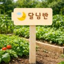 자연의 감성을 담은 자작나무 텃밭 팻말 나무 간판 안내판 실사용 후기
