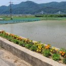 내고1농로 이미지