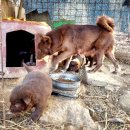 금옥이네 이미지