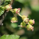 좋은 블랙커런트(Black Currant)를 소개합니다 이미지