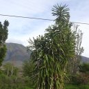 행운목(happy plant), 콘 플랜트(corn plant) 이미지