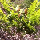 제주도 고비 이미지