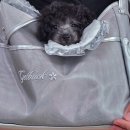 오로지생돈 | 소심한 겁 많은 겁쟁이 강아지 짖음 교육이 가장 까다롭고 아무나 고칠 수 없는 이유