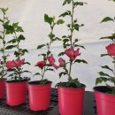 무궁화농원 이미지