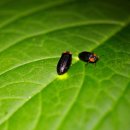 반딧불이 이미지