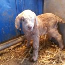 슈퍼염소농장 이미지