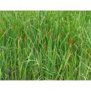 아리힐스(짚와이어) 이미지