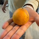 씨앗농부 | 레몬 씨앗 발아 가능할까? 마트 레몬으로 직접 키워본 후기