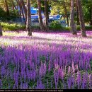 문장대 야영장 이미지