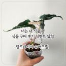 [🌱] 너는 내식물 알로카시아 슈퍼 프릴
