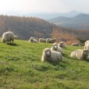 양떼목장 이미지