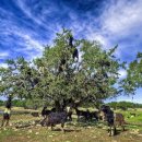 염소왕국 이미지