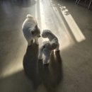 꼬리흔들 유치원 이미지