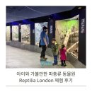 어린이놀이터파충류샵 | 아이와 가볼만한 파충류 동물원, Reptilia London 체험 후기