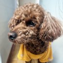 부티크멍 애견미용실 | 부천애견미용실 부티크멍 부천에서 푸들미용 잘하는곳 추천