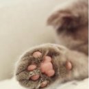 고양이발바닥 이미지