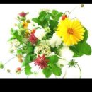 나폴레옹(Napoleon) 이미지