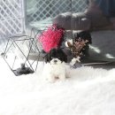 하나토이 이미지