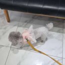 전영호 동물병원 이미지