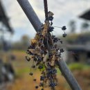 댕댕이아지트 | 시골 아줌마 일상 댕댕이덩굴 비건 아지트 꿈꾸기