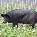 제주흑돼지 이미지