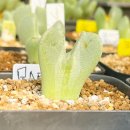 외두 | 화원 가을 식쇼🌵_리톱스•코노 [🌼가미다육 방문 구입후기]-(ft. 에르베플라워아울렛 재방문)_다육이적심✅