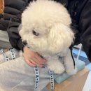 라온 반려 동물병원 | [라온동물병원] 수원 강아지 광견병 병원 추천 내돈내산 후기