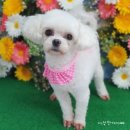 유지네 애견미용샵 이미지