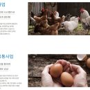정란축산 이미지