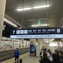 제천 펫택시 | 애견동반 리조트 추천 충주 켄싱턴리조트 뚜벅이로 다녀오다 (Ep1.시설&amp;객실편) ++KTX 애견동반 꿀팁