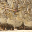 한오리농장 이미지