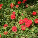 임곡초등학교 이미지