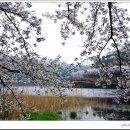 고남저수지 이미지