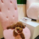 안녕 댕댕아 이미지