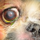 이윤권양한방동물병원 이미지