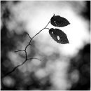 다섯손가락 이미지